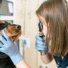 Catarata Canina: saiba como diagnosticar e reverter a doença