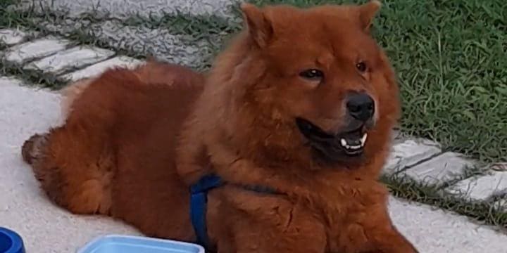 Cão da raça Chow Chow é abandonado