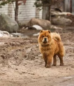 Chow chow: características, temperamento, cuidados e preço da raça