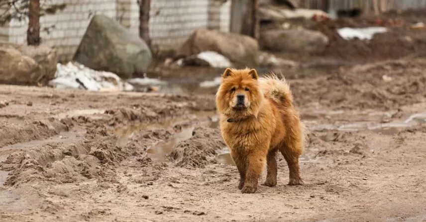 Chow chow: características, temperamento, cuidados e preço da raça